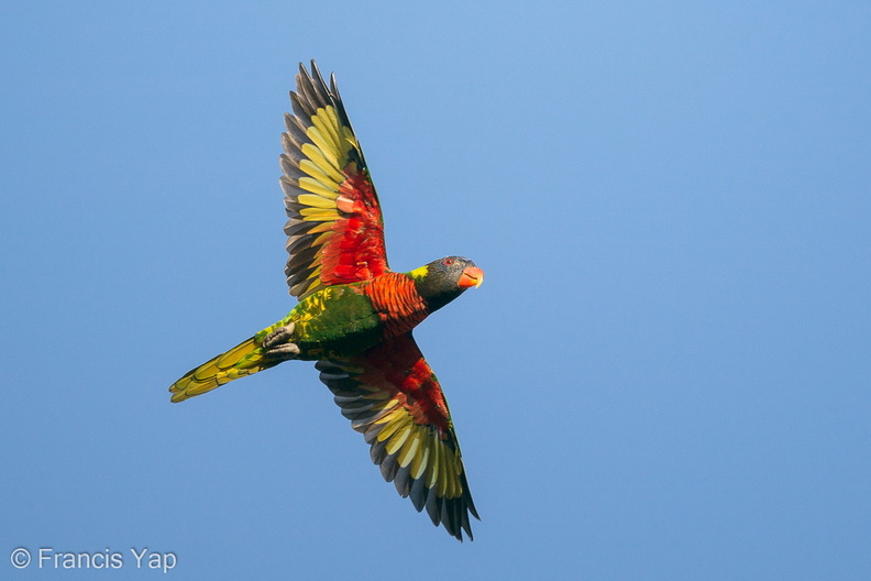 Coconut_Lorikeet-200917-118MSDCF-FYP02189-W.jpg