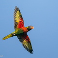 Coconut_Lorikeet-200917-118MSDCF-FYP02189-W.jpg