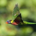 Coconut_Lorikeet-210520-110MSDCF-FRY08134-W.jpg