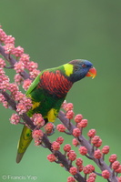 Coconut Lorikeet-240416-224MSDCF-FYP09093-W.jpg