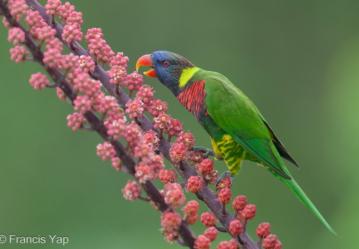 Coconut Lorikeet - display this album Coconut Lorikeet