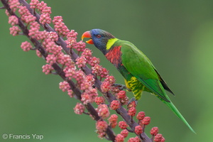 Coconut Lorikeet-240416-224MSDCF-FYP09318-W.jpg