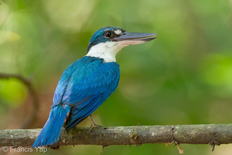 Collared_Kingfisher-100620-100EOS7D-IMG_9599-W.jpg