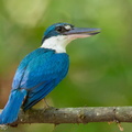 Collared_Kingfisher-100620-100EOS7D-IMG_9599-W.jpg