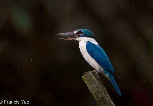 Collared Kingfisher