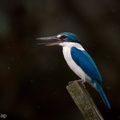 Collared_Kingfisher-110128-106EOS7D-IMG_1030-W.jpg