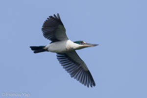 Collared Kingfisher-210227-100MSDCF-FRY02197-W.jpg