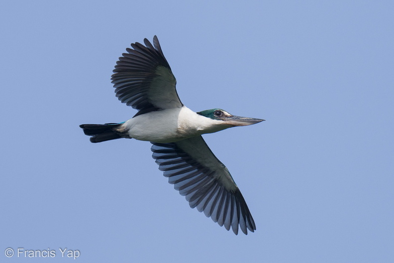 Collared_Kingfisher-210227-100MSDCF-FRY02197-W.jpg