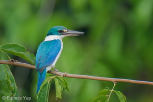 Collared Kingfisher-250414-103FRYAP-FYA00860-W.jpg