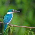 Collared_Kingfisher-250414-103FRYAP-FYA00860-W.jpg