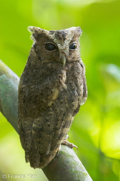 Collared_Scops_Owl-120727-100EOS1D-FY1X1059-W.jpg