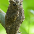 Collared_Scops_Owl-120727-100EOS1D-FY1X1059-W.jpg