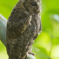 Collared_Scops_Owl-120727-100EOS1D-FY1X1133-W.jpg