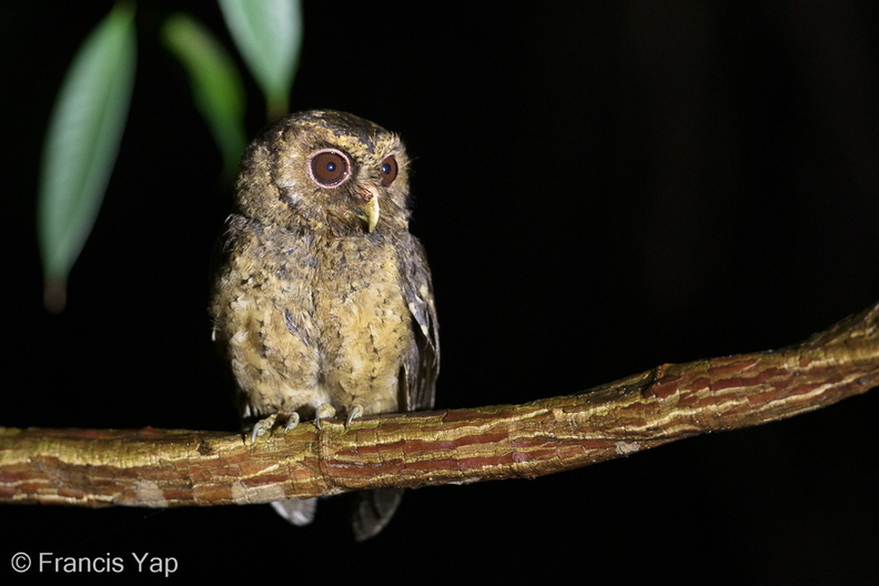 Collared_Scops_Owl-160726-102EOS1D-F1X24749-W.jpg