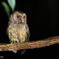 Collared_Scops_Owl-160726-102EOS1D-F1X24749-W.jpg