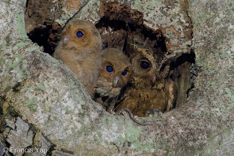 Collared_Scops_Owl-240508-227MSDCF-FYP08192-W.jpg