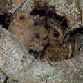 Collared_Scops_Owl-240508-227MSDCF-FYP08192-W.jpg