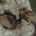 Collared_Scops_Owl-240509-228MSDCF-FYP00736-W.jpg