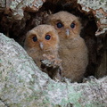 Collared_Scops_Owl-240509-228MSDCF-FYP00921-W.jpg