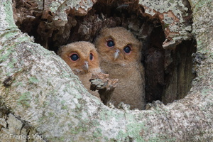 Collared Scops Owl-240509-228MSDCF-FYP01168-W.jpg