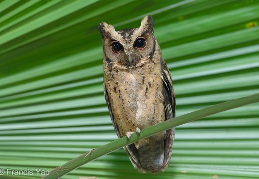 Collared Scops Owl