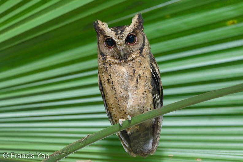 Collared_Scops_Owl-251201-138FRYAP-FYA09104-W.jpg