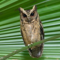 Collared_Scops_Owl-251201-138FRYAP-FYA09104-W.jpg