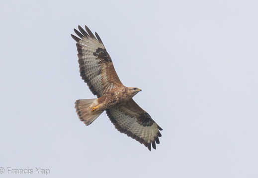 Common Buzzard