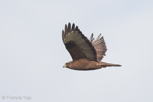 Common Buzzard-121227-104EOS1D-FY1X9462-W.jpg