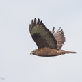 Common_Buzzard-121227-104EOS1D-FY1X9462-W.jpg