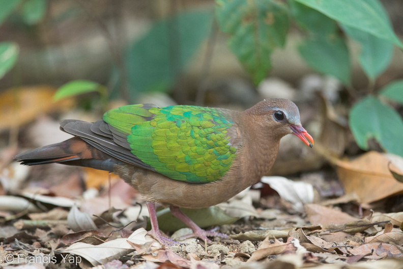 Common_Emerald_Dove-150130-120EOS1D-FY1X1542-W.jpg