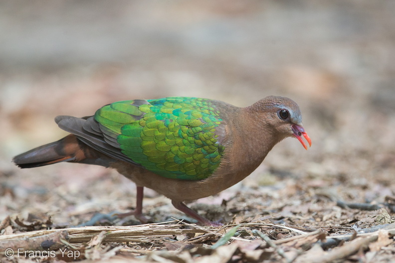 Common_Emerald_Dove-150130-120EOS1D-FY1X1605-W.jpg