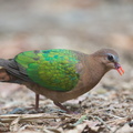 Common_Emerald_Dove-150130-120EOS1D-FY1X1605-W.jpg