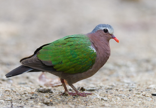 Common Emerald Dove - display this album Common Emerald Dove