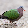 Common_Emerald_Dove-221214-160MSDCF-FYP04702-W.jpg