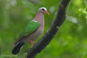 Common Emerald Dove-251122-134FRYAP-FYA04218-W.jpg