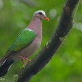 Common_Emerald_Dove-251122-134FRYAP-FYA04218-W.jpg