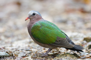 Common Emerald Dove-260923-208FRYAP-FYA03326-W.jpg