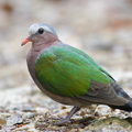 Common_Emerald_Dove-260923-208FRYAP-FYA03326-W.jpg