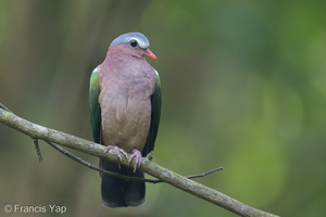 Common Emerald Dove-261007-209FRYAP-FYA04094-W.jpg