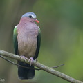 Common_Emerald_Dove-261007-209FRYAP-FYA04094-W.jpg