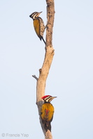 Common Flameback-120222-110EOS7D-IMG_6436-W.jpg