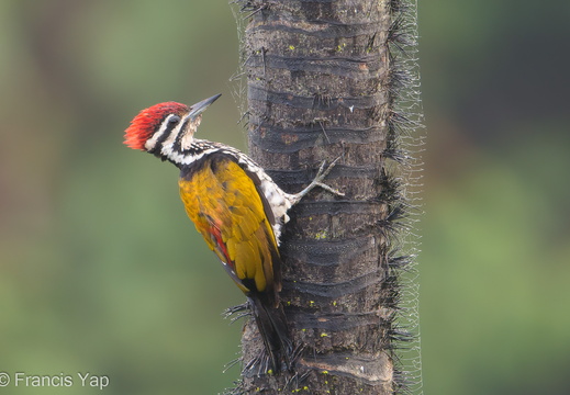 Common Flameback