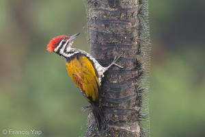 Common Flameback-181205-114ND500-FYP_2840-W.jpg