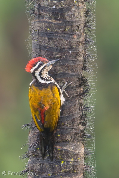 Common_Flameback-181205-114ND500-FYP_3028-W.jpg