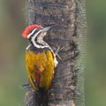 Common_Flameback-181205-114ND500-FYP_3028-W.jpg