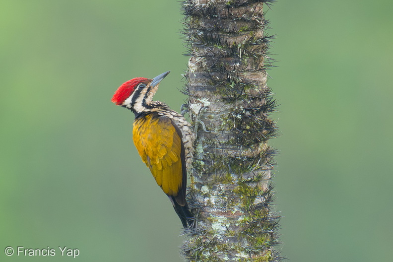 Common_Flameback-260828-204FRYAP-FYA09737-W.jpg