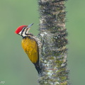 Common_Flameback-260828-204FRYAP-FYA09737-W.jpg