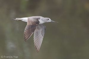 Common Greenshank-171024-105ND500-FYP_2002-W.jpg