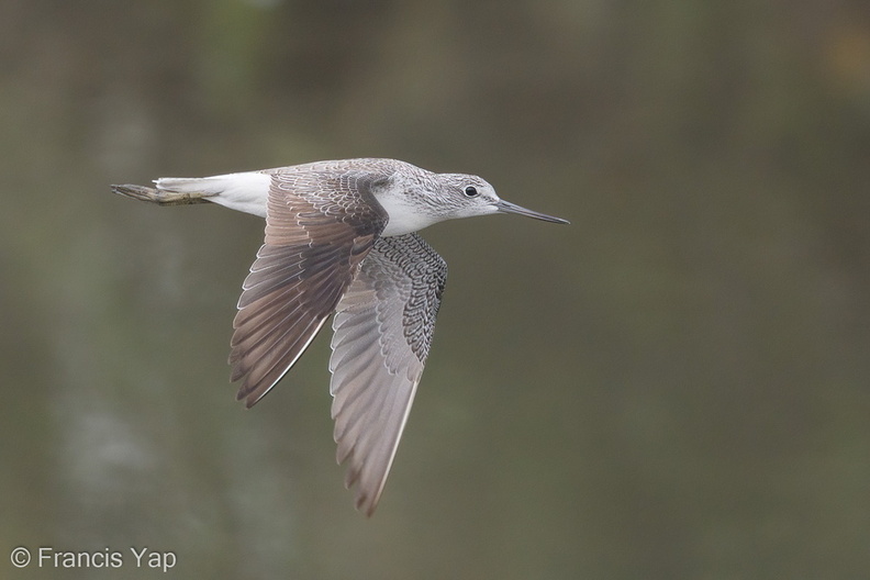 Common_Greenshank-171024-105ND500-FYP_2002-W.jpg